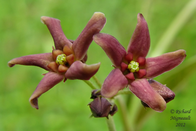 Dompte-venin de Russie - Dog-Strangling Vine - Cynanchum rossicum 4m12 