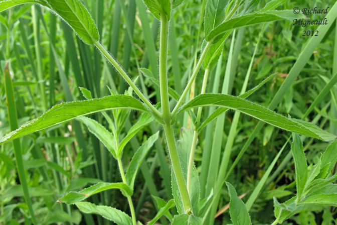 pilobe hirsute - Epilobium hirsutum 3m12 
