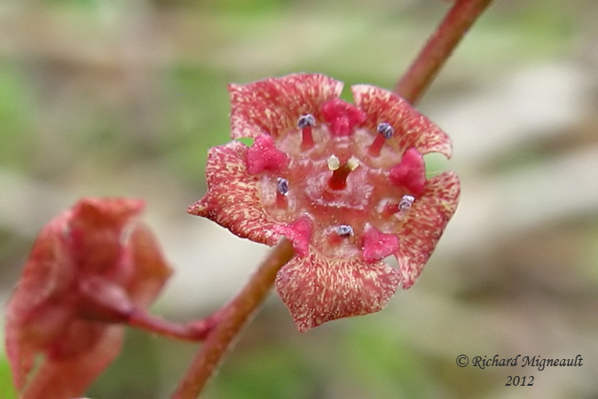 Gadelier amer - American Red Currant - Ribes triste 3m12