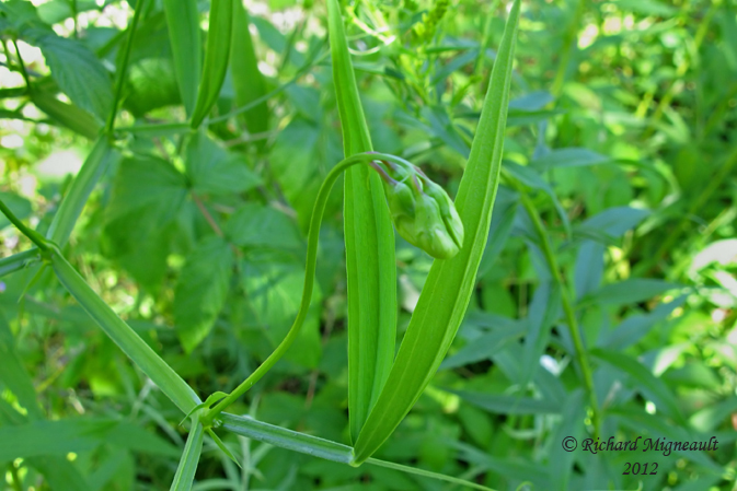 Gesse des bois - Everlasting-pea - Lathyrus Sylvestris 3m12 