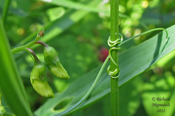 Gesse des bois - Everlasting-pea - Lathyrus Sylvestris 4m12