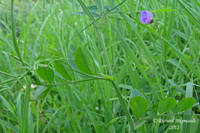 Gesse palustre - Marsh-pea - Lathyrus palustris 1m12 