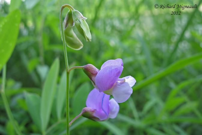 Gesse palustre - Marsh-pea - Lathyrus palustris 2m12