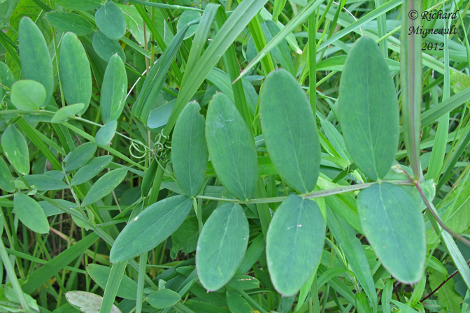 Gesse palustre - Marsh-pea - Lathyrus palustris 5m12