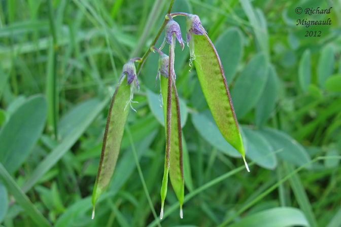 Gesse palustre - Marsh-pea - Lathyrus palustris 7m12