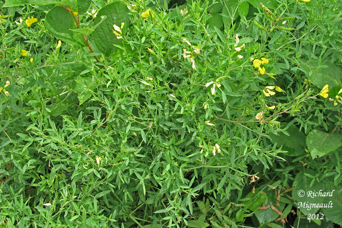 Gesse des prs - Yellow vetchling - Lathyrus pratensis 1m12
