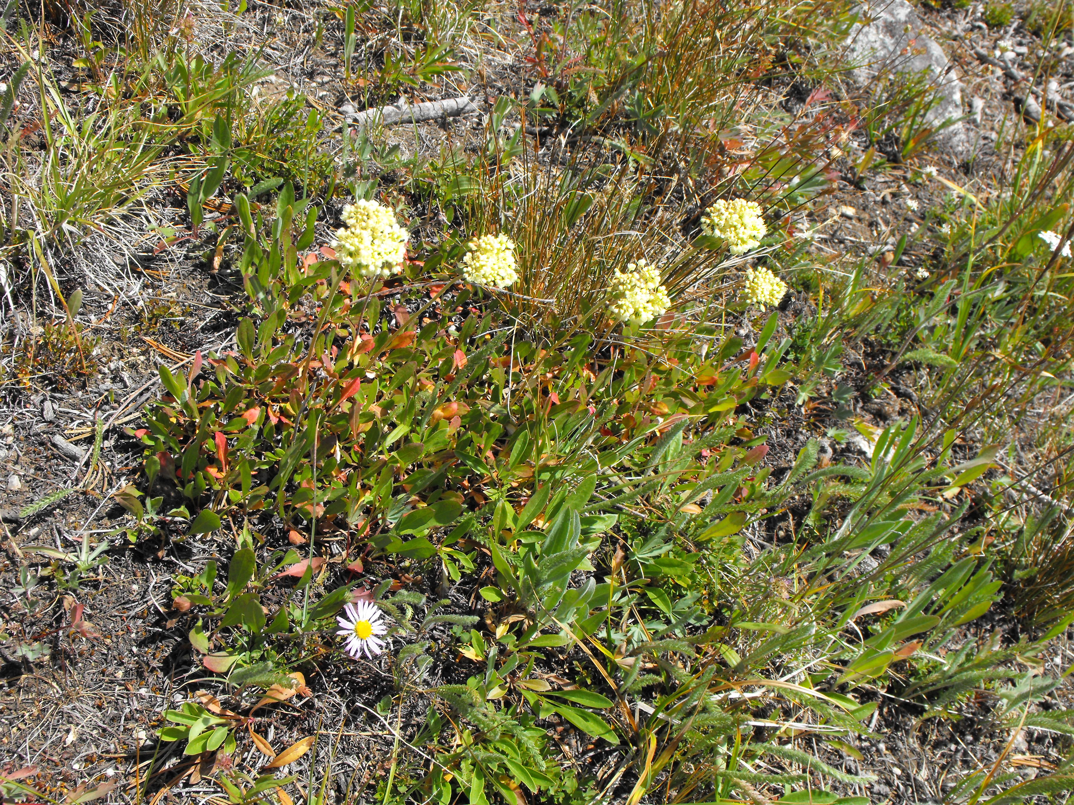 Desert Buckwheat with Showy Daisy