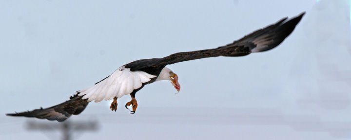 Bald Eagle
