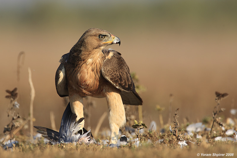 Bonellis Eagle Hieraaetus fasciatus 3147