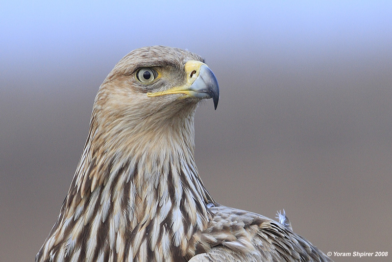 Imperial Eagle Aquila heliaca 3222