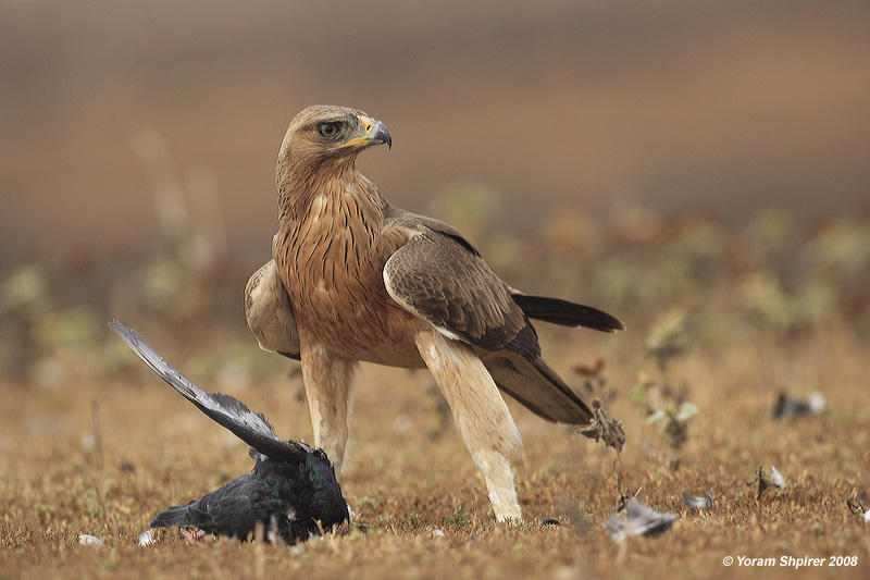 Bonellis Eagle Hieraaetus fasciatus 3209