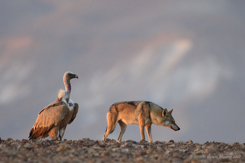 Griffon Vulture and Wolf