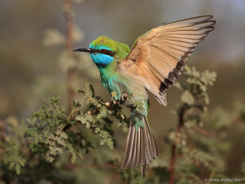 Little Green Bee-eater