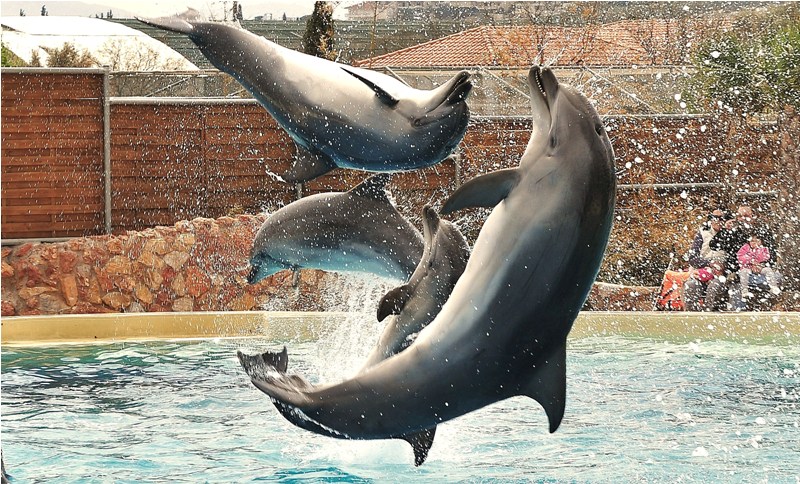 dolphins