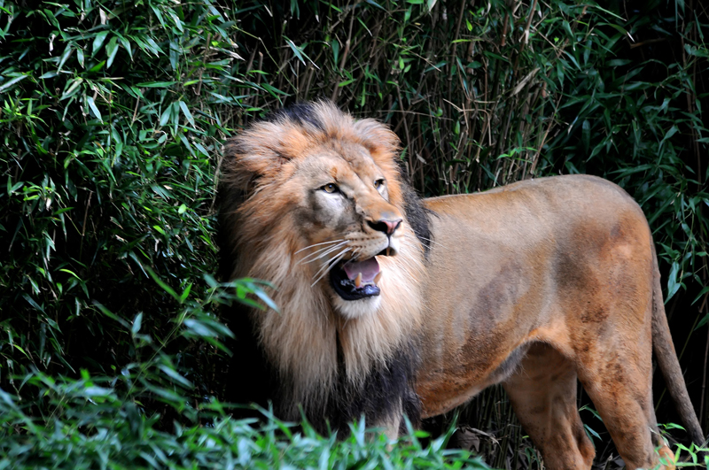 Male Lion