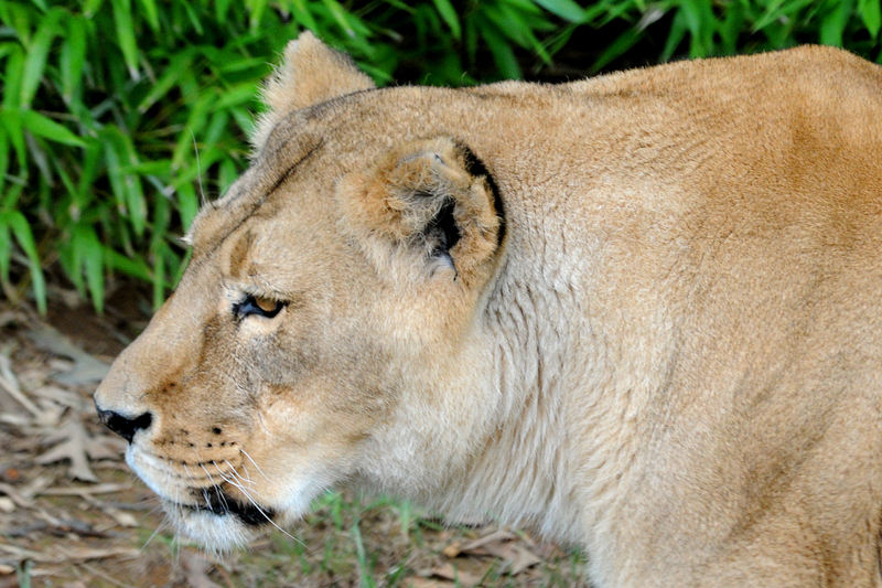 Female Lion