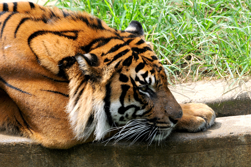 Bored Tiger