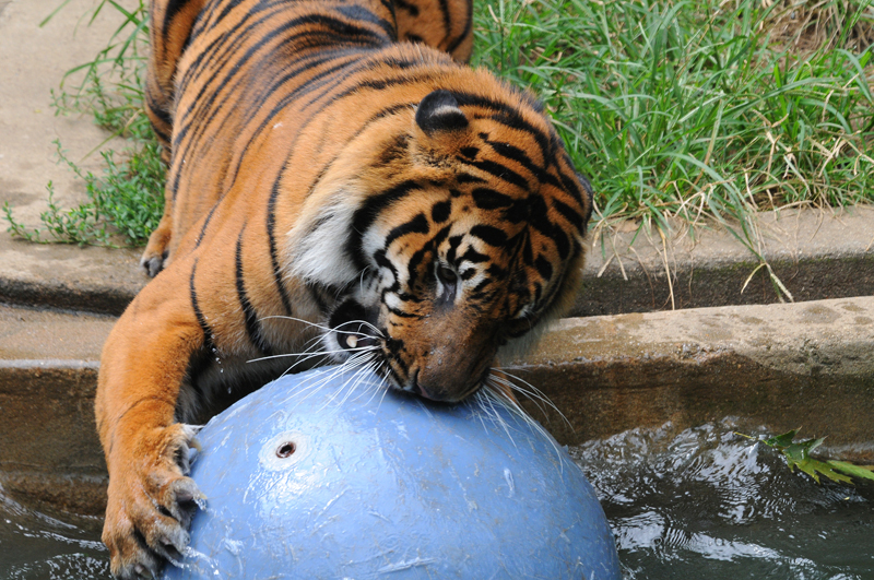 Tiger playing