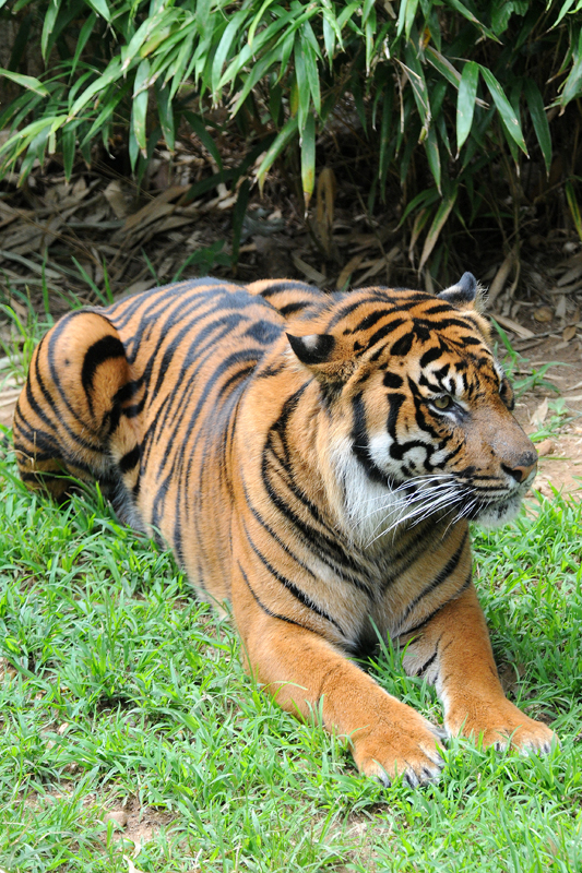 Tiger lounging