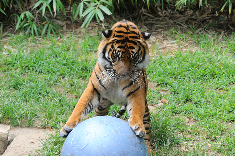 Tiger playing