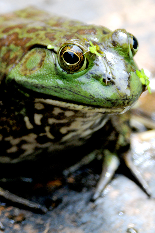 Bullfrog