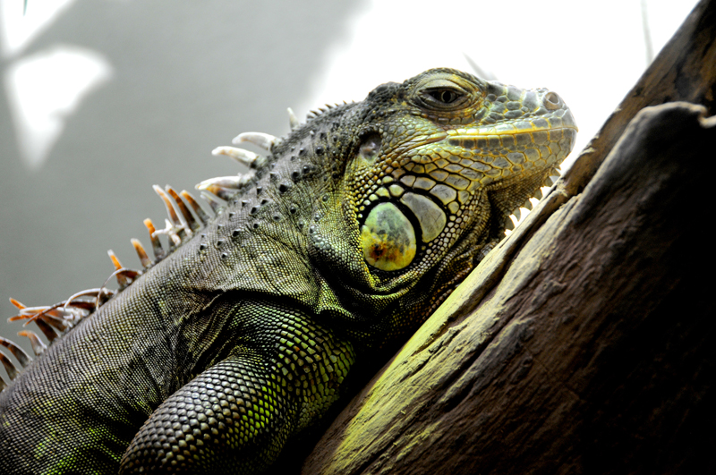Iguana