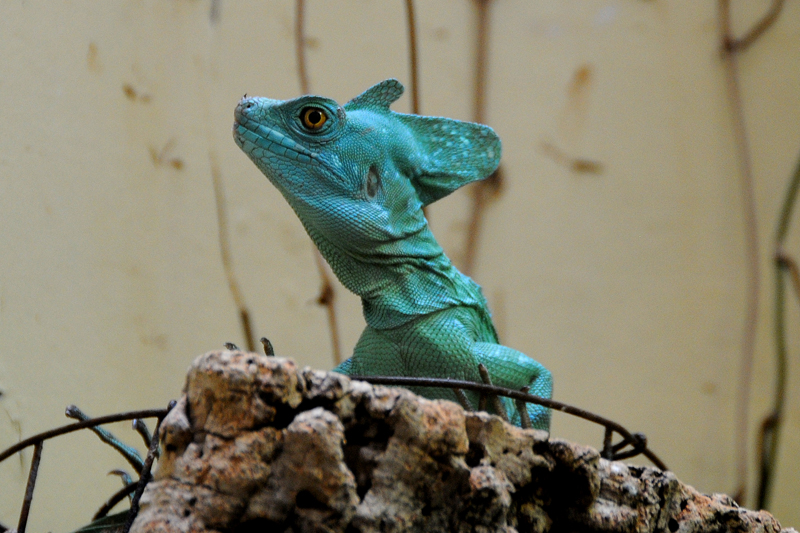 Unknown Lizard