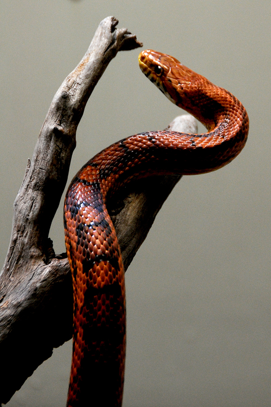 Unknown Snake