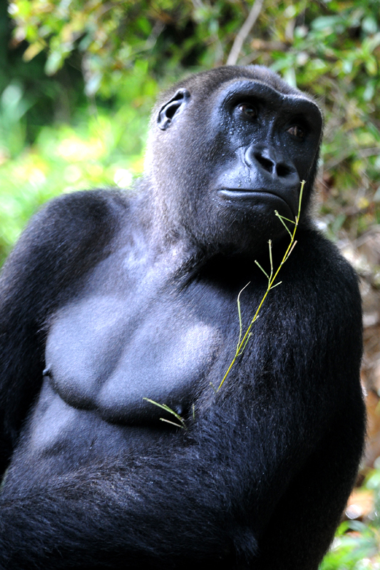 Gorilla