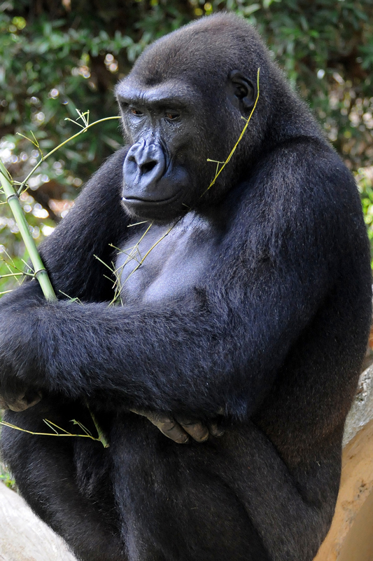 Pensive Gorilla