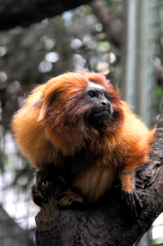 Staring Tamarin