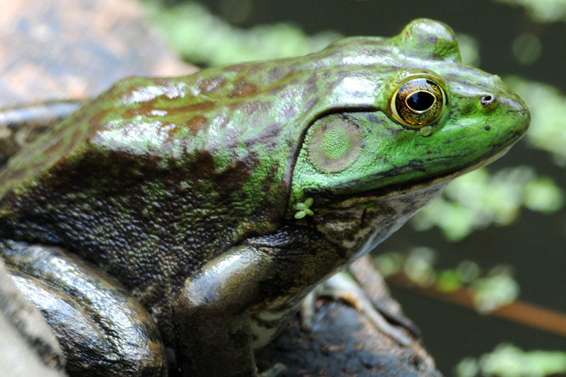 Bullfrog