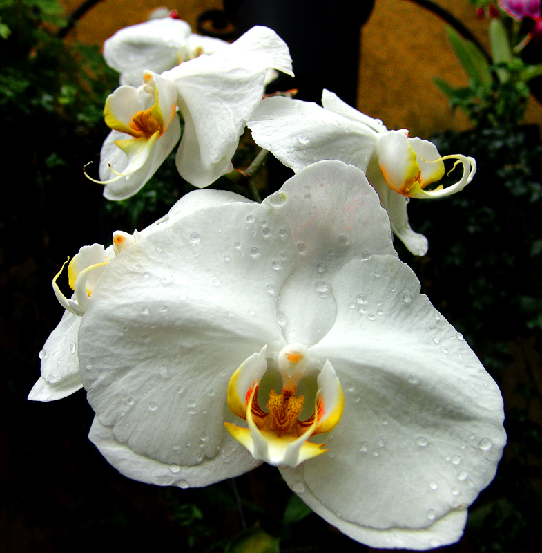 White Orchid