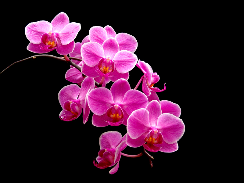 Pink Orchids
