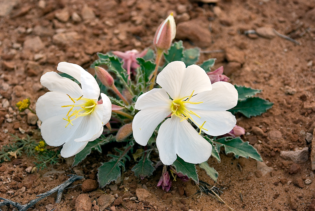 Flowers in the Desert