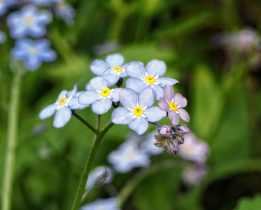 More Forget Me Nots