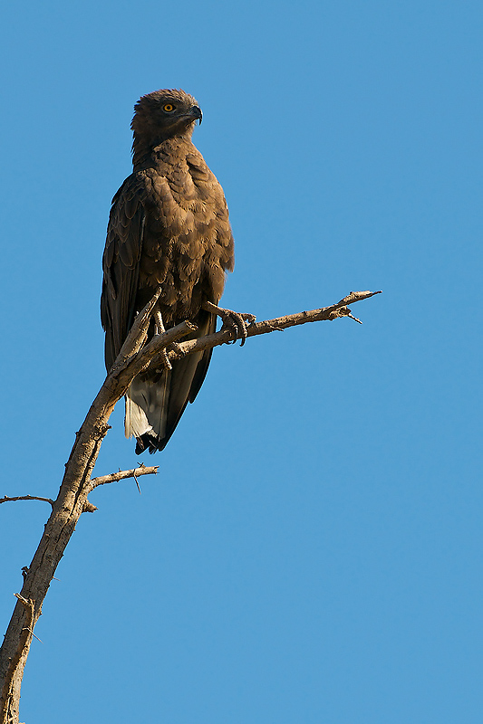 Brown Snake Eagle