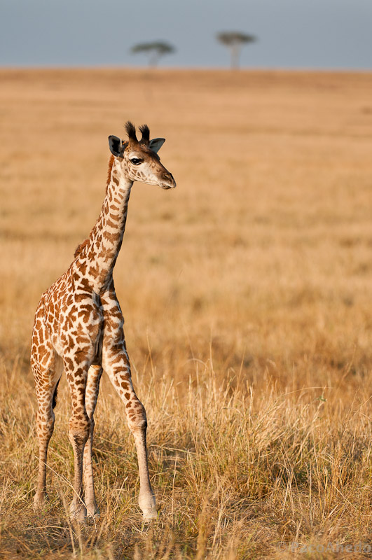 Baby giraffe