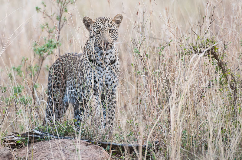 Leopard boy