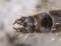 Chironomus group #2 ♂