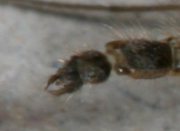 Tribe Chironomini  ♂ b