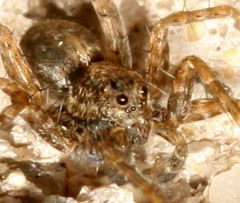 Genus Pardosa