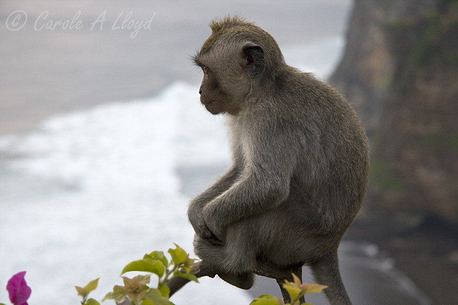 Long-tailed Macaque