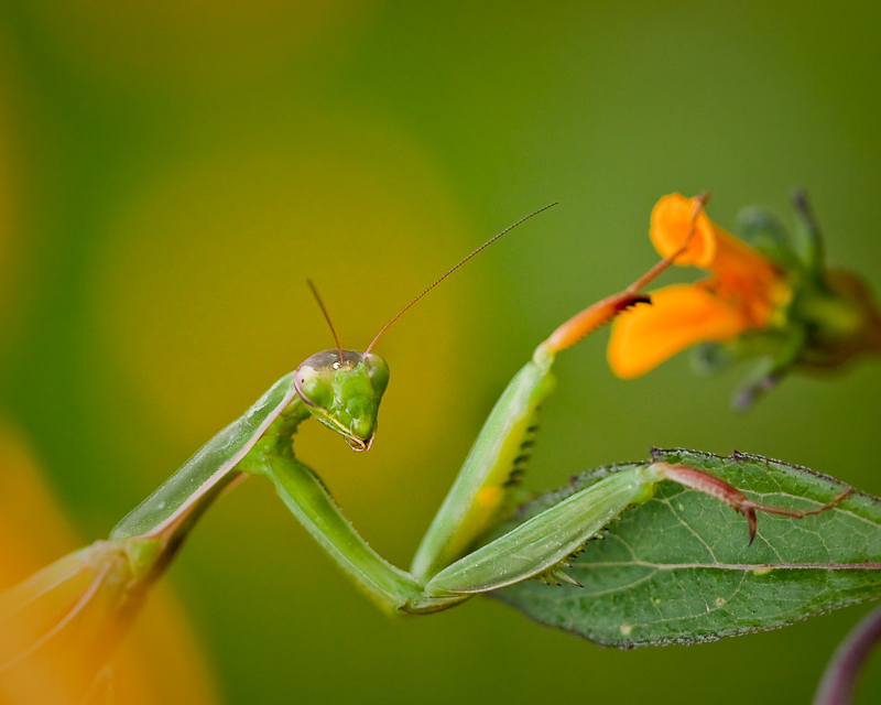 Mante Religieuse   (Praying mantis)