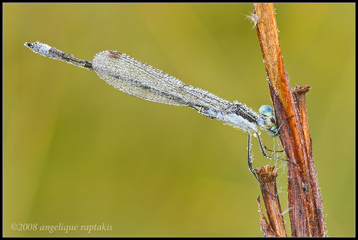 bejeweled damsel