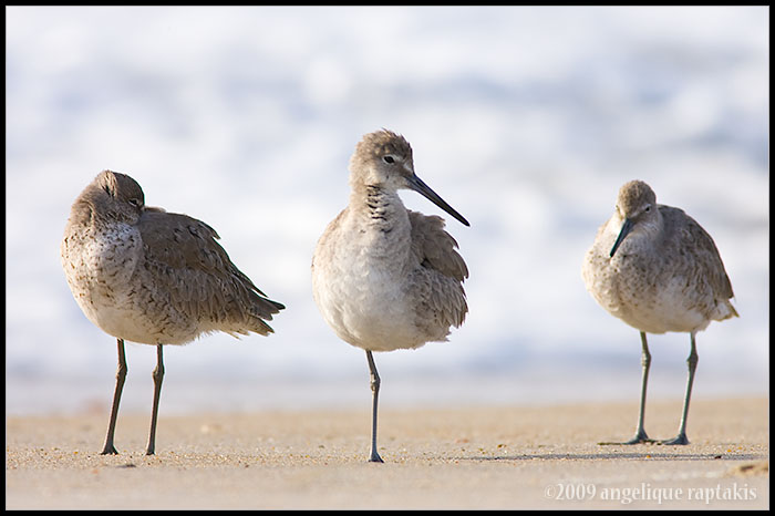 _ADR5053 willets cwf.jpg