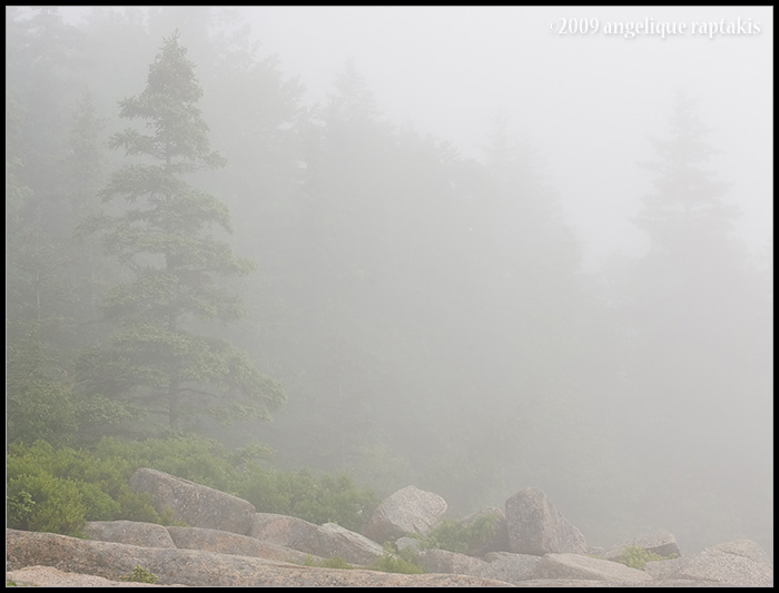 foggy trees