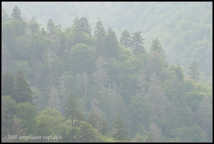 _ADR9343 smokies wf.jpg