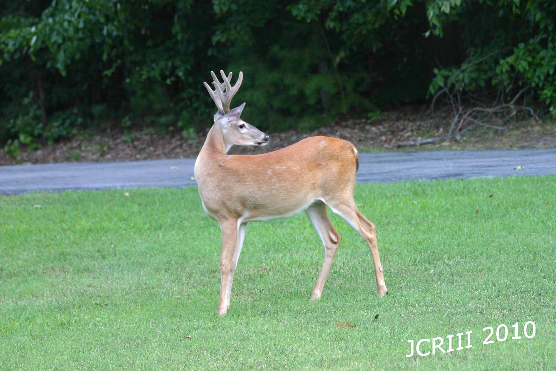 Six Point Buck