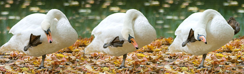 Scratching swan